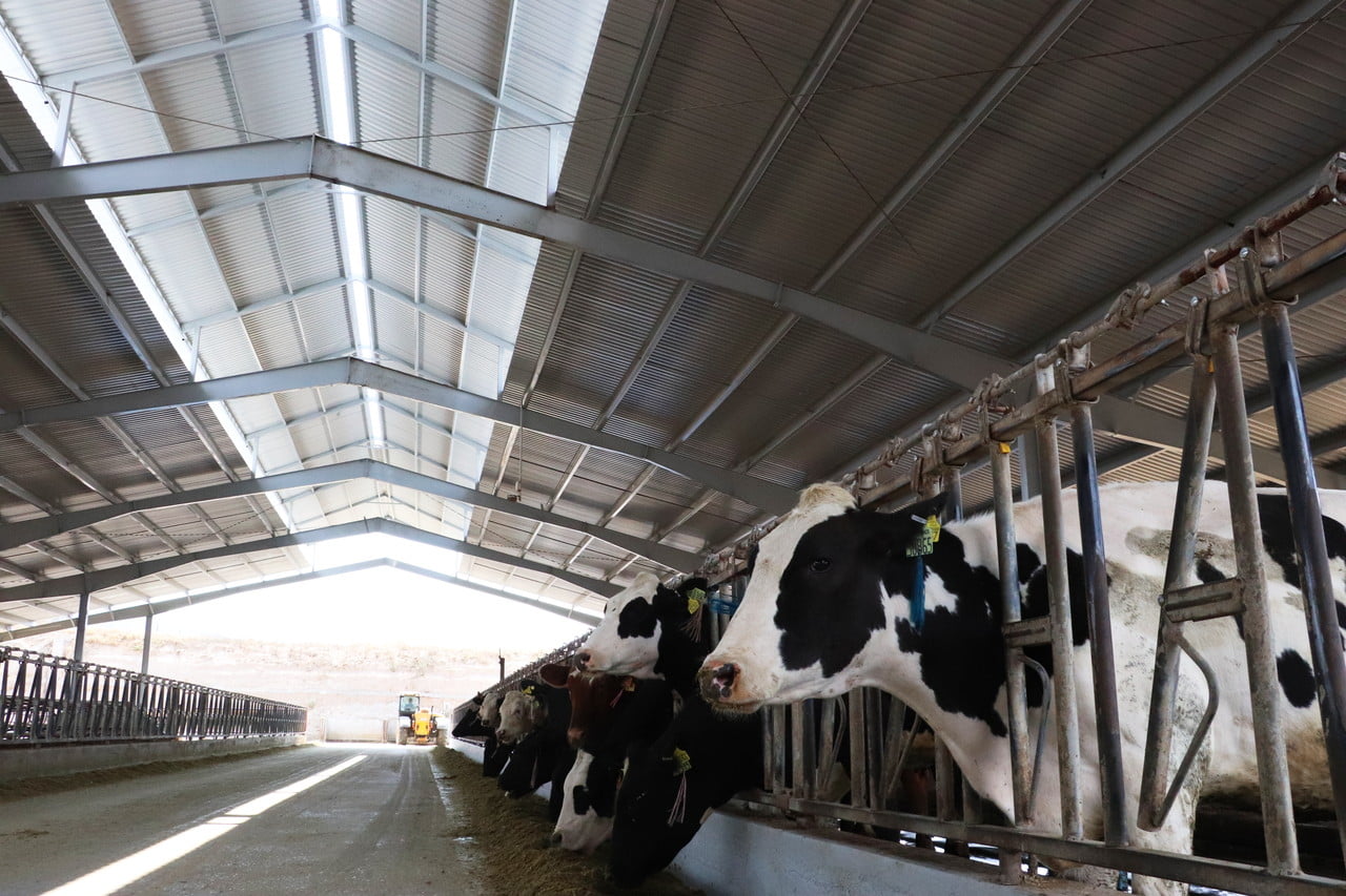 Agricultural cow warehouse panels