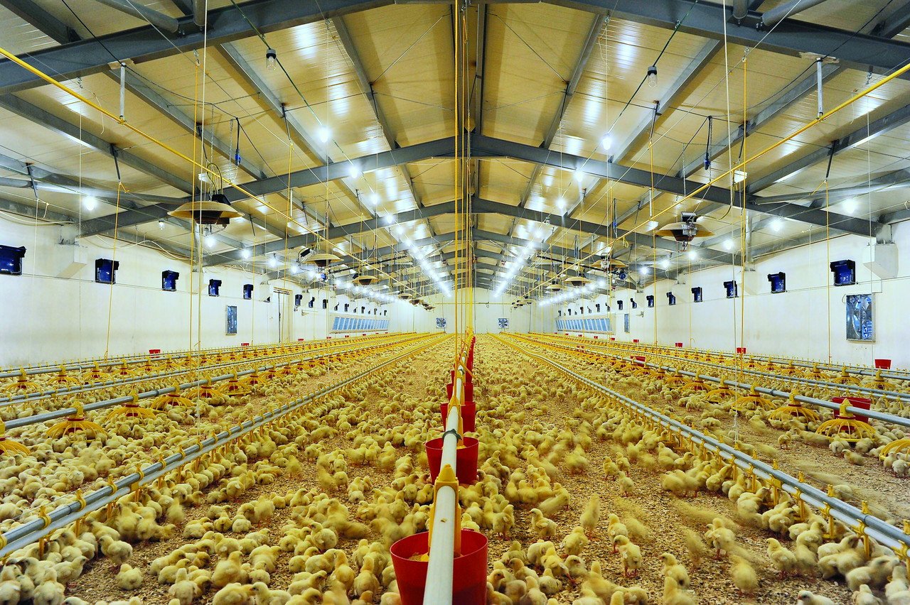 Roof cladding for livestock barn