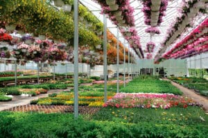Macrolux-AM-flower-greenhouse