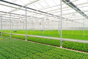 Macrolux AM greenhouse roof panels