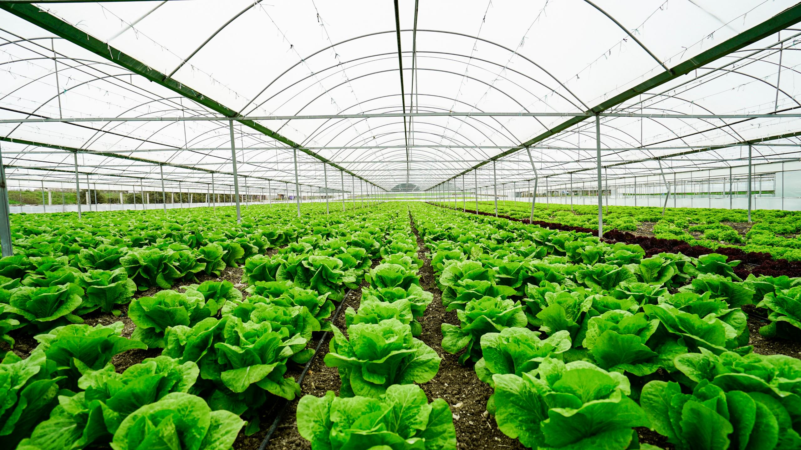 Macrolux AM anti microbial panels