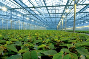 macrolux am large greenhouse panels